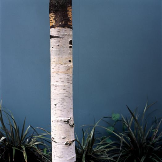עמיחי מלכי, ללא כותרת, 2009, צילום צבע עמיחי מלכי, ללא כותרת, 2009, צילום צבע